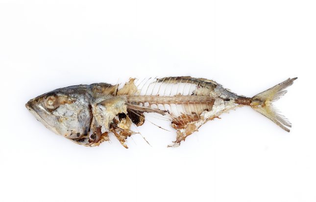 עצמות של דג. מקרה טרגי ונדיר