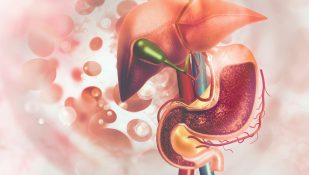 מערכת העיכול. אילוסטרציה