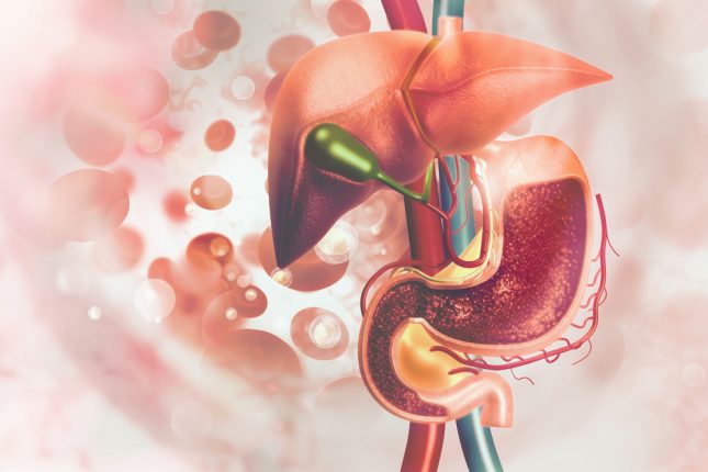 מערכת העיכול. אילוסטרציה