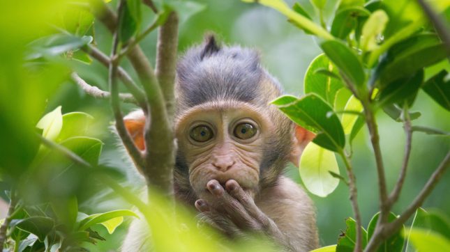 קוף. אילוסטרציה