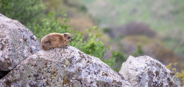 שפן סלעים. צילום: שאטרסטוק