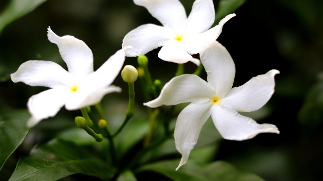 Tabernaemontana divaricata