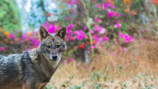 תן. מנשאי הכלבת השכיחים בישראל