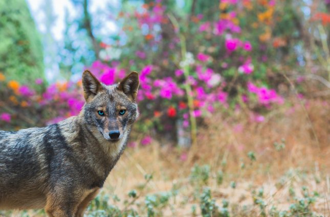 תן. מנשאי הכלבת השכיחים בישראל