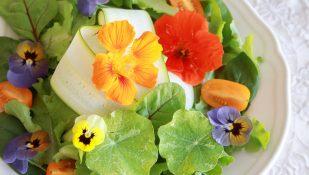 פרחים אכילים. אילוסטרציה