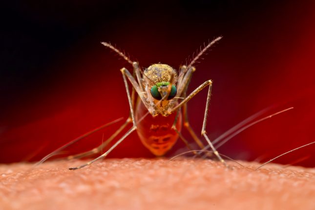יתושה מוצצת דם. אילוסטרציה