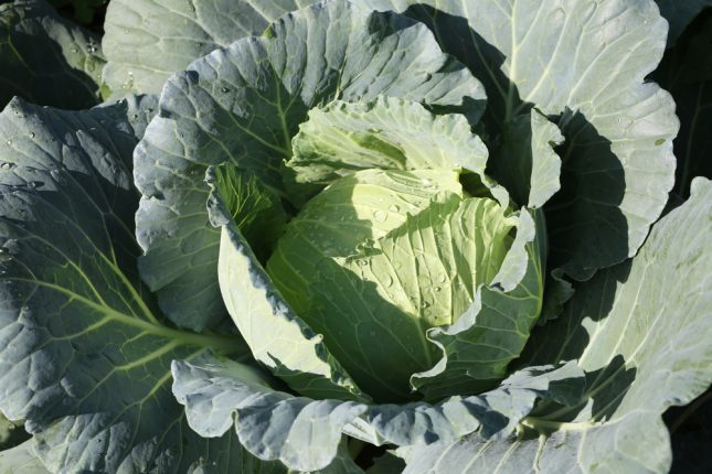 ירקות מצליבים, כרוב. אילוסטרציה