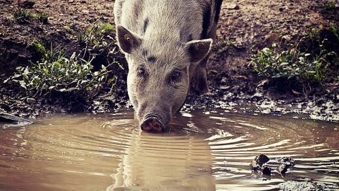 חזיר בר. מעביר את מחלת העכברת במקורות מים