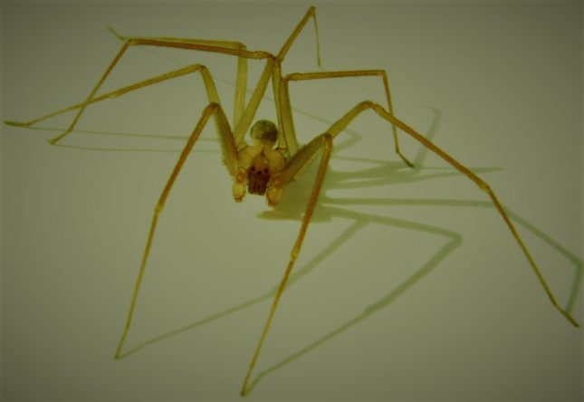 עכביש מסוג ארסן חום. נפוץ בישראל