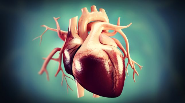 לב אנושי. אילוסטרציה