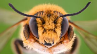 דבורה. צילום: שאטרסטוק