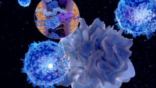 תאי מערכת החיסון. אילוסטרציה