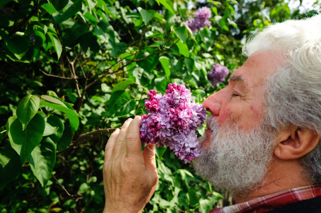 חוש ריח. אילוסטרציה