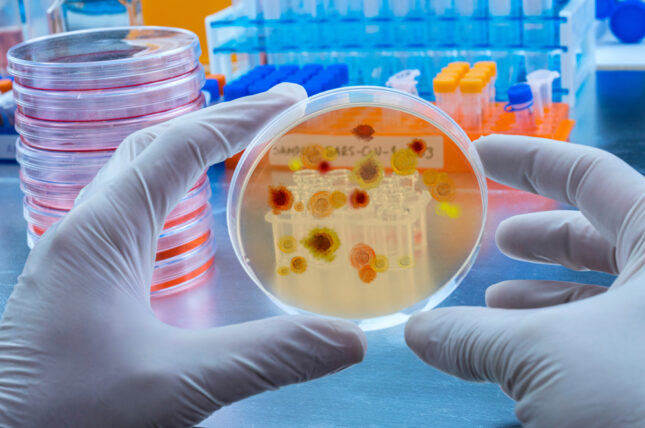 תרבית מלריה. אילוסטרציה