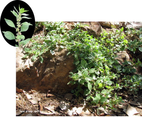 כתלית-יהודה (1)