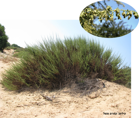 לענה-חד-זרעית (1)