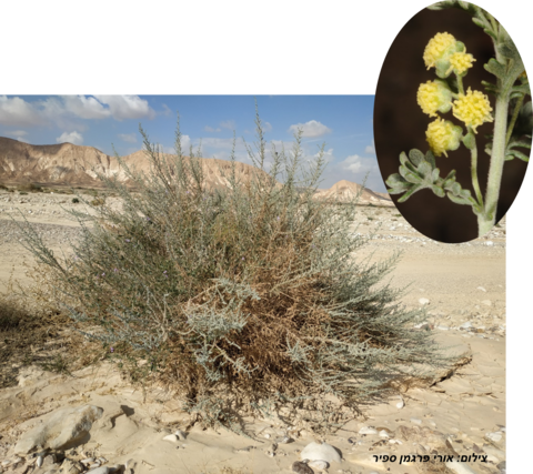 לענת-יהודה (1)