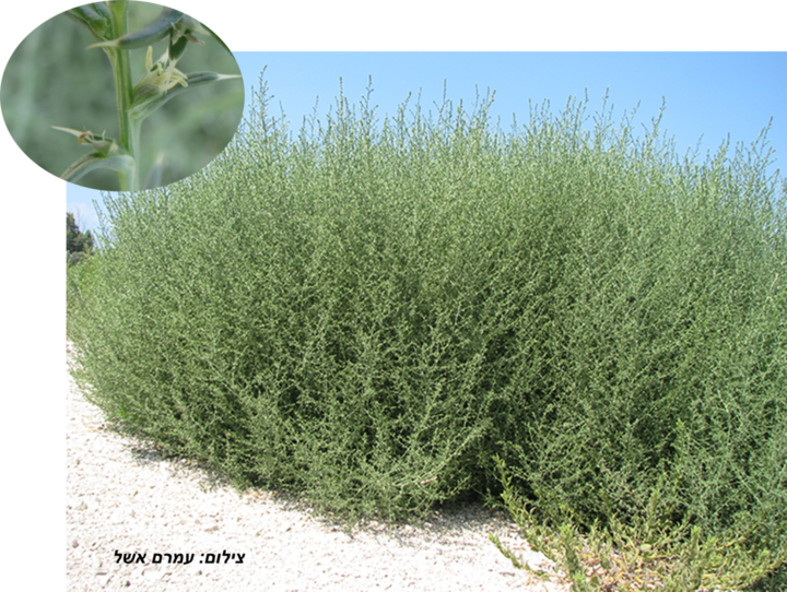 מלחית-אשלגנית (1) (1)