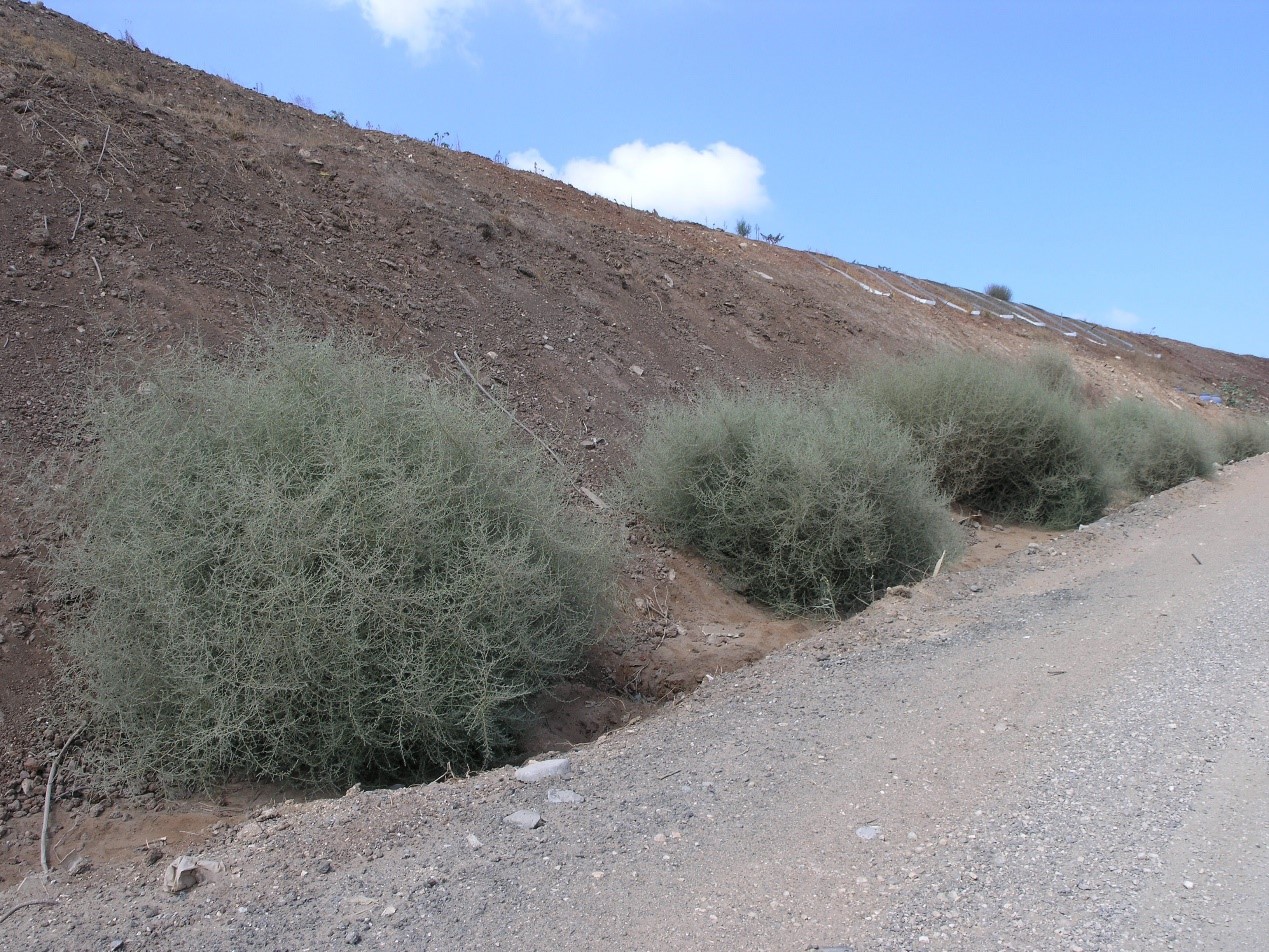 קוכיה-הודית