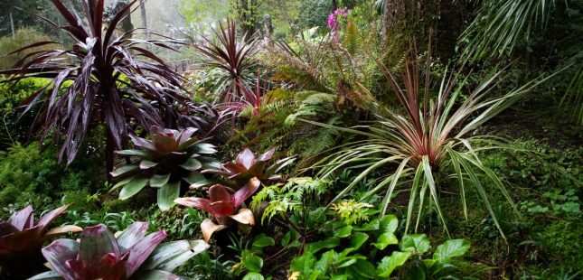 צמחים טרופיים. אילוסטרציה