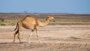 גמל. אילוסטרציה