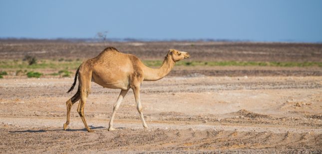גמל. אילוסטרציה