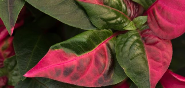 ביצן החוף. אילוסטרציה