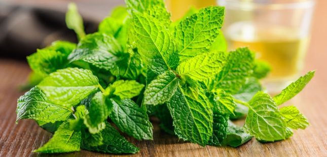 עלי נענע/ מנטה. אילוסטרציה